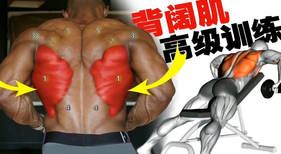 背闊肌鍛煉