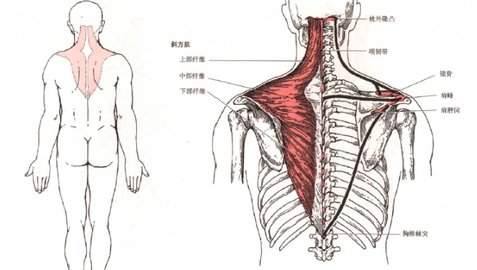 肩胛骨肌肉訓練