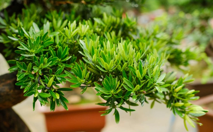 羅漢松養護技巧