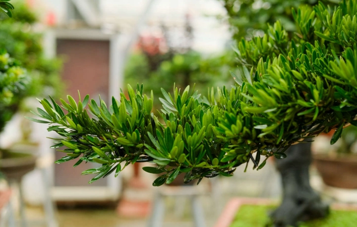 羅漢松種植方法