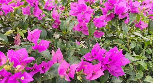 藍月亮九重葛 種植 藍月亮九重葛 種植