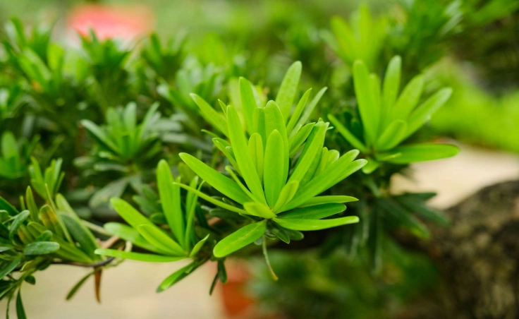 羅漢松造型修剪