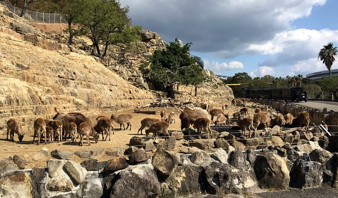 動物遊樂園交通