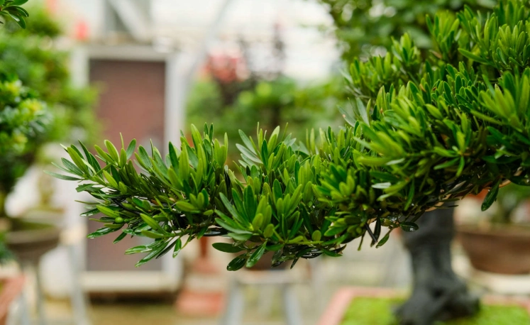 羅漢松肥料選擇 羅漢松肥料選擇