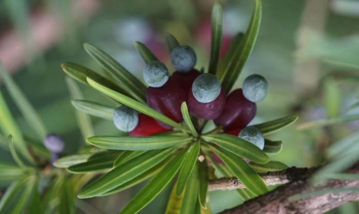 罗汉松栽培技巧
