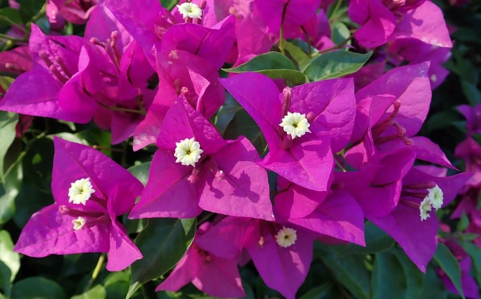 九重葛養護技巧