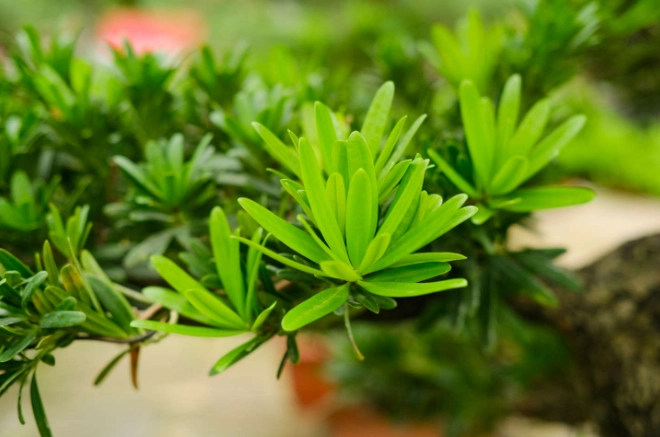 罗汉松繁殖方法