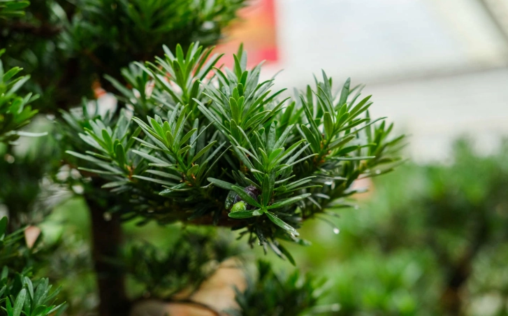 羅漢松養護技巧