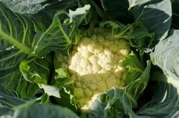 花椰菜變黃原因 花椰菜變黃原因