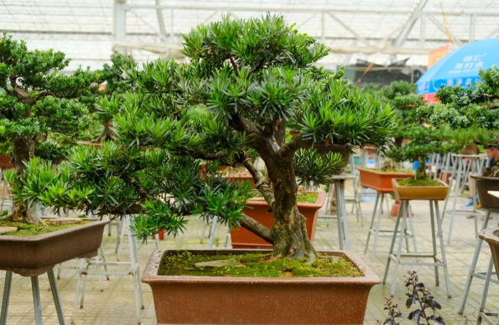 罗汉松栽培技巧