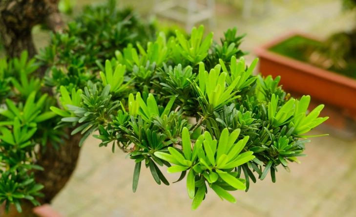 羅漢松種植方法