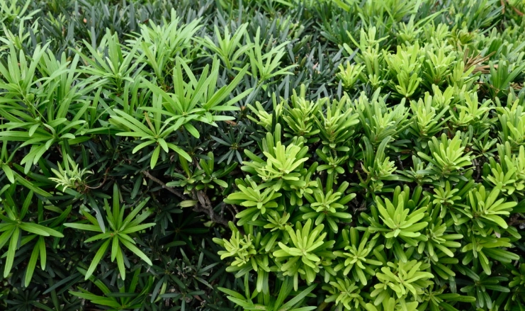 罗汉松修剪方法