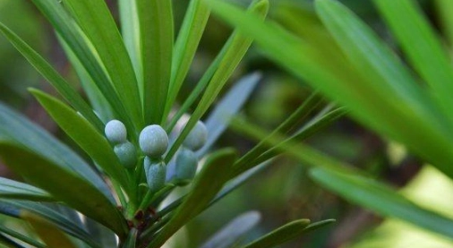 罗汉松种子发芽