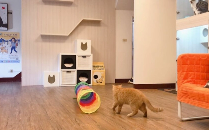 台中帶寵物住宿