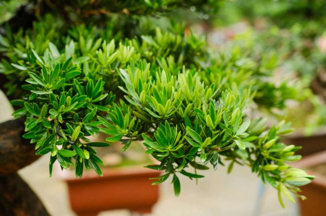 罗汉松造型修剪