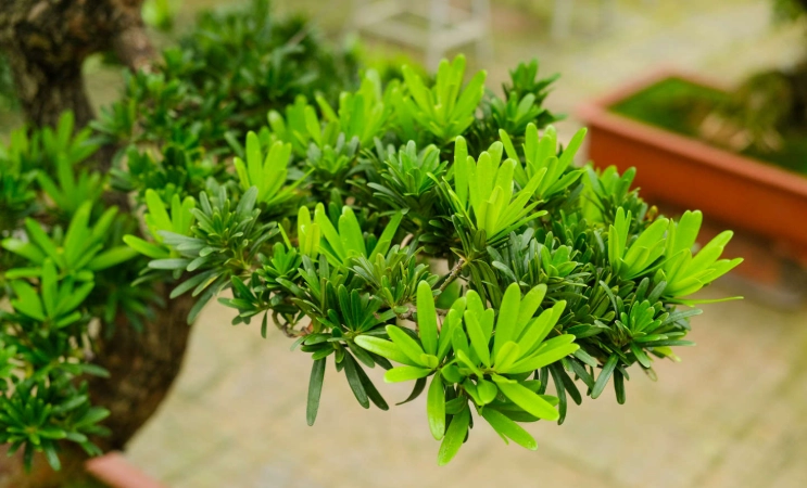 罗汉松修剪方法