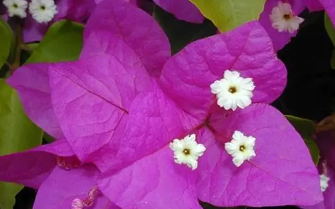 九重葛食用安全 九重葛食用安全