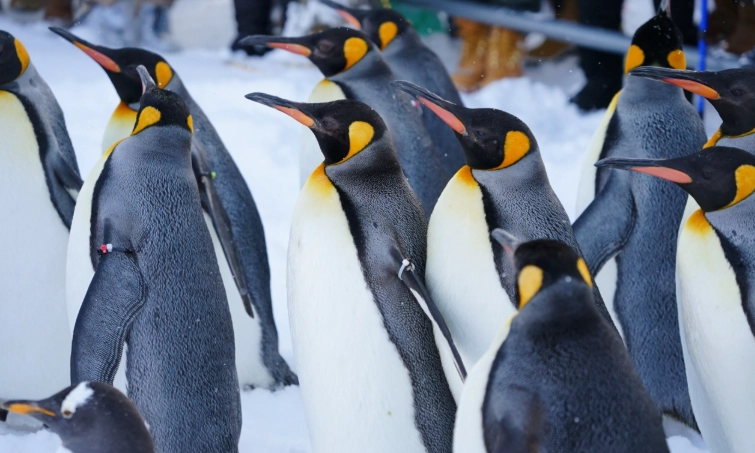 北海道自駕遊攻略