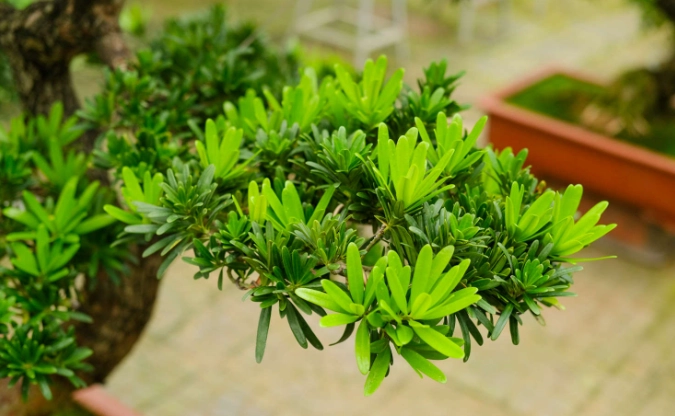 罗汉松繁殖方法