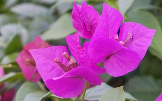 藍月亮九重葛 養護 藍月亮九重葛 養護