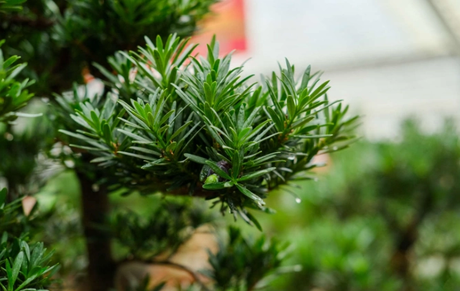 罗汉松種子繁殖