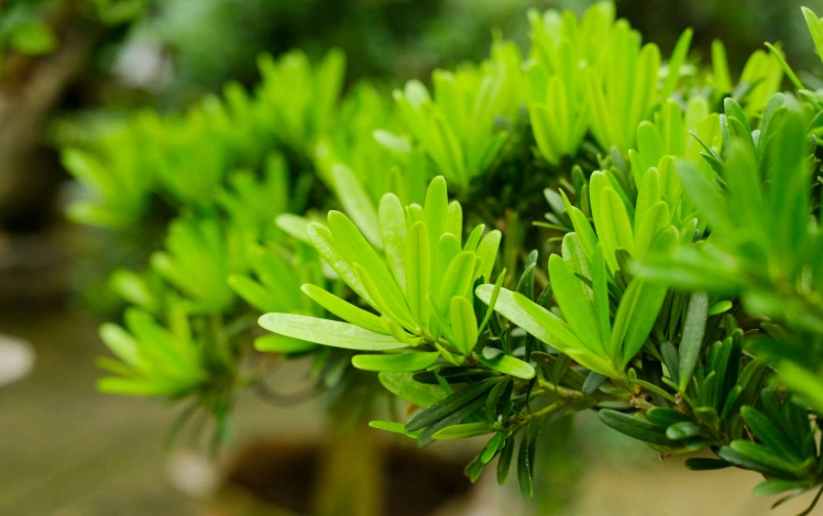 罗漢松种植 罗漢松种植