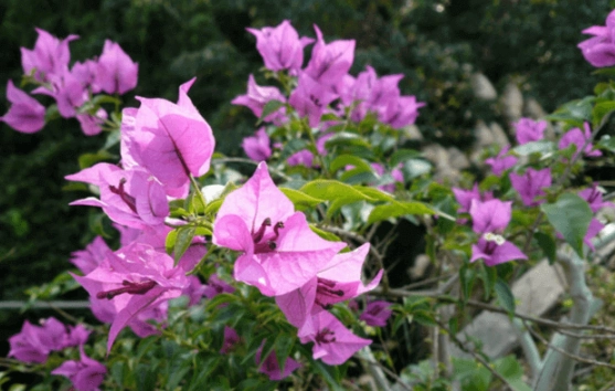 九重葛 品種介紹 九重葛 品種介紹