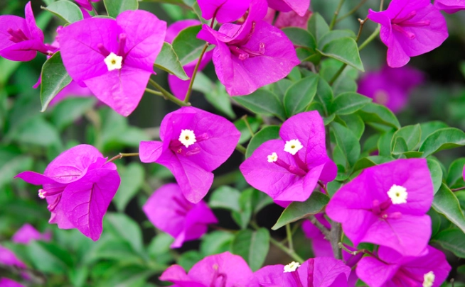 九重葛花能吃吗 九重葛花能吃吗