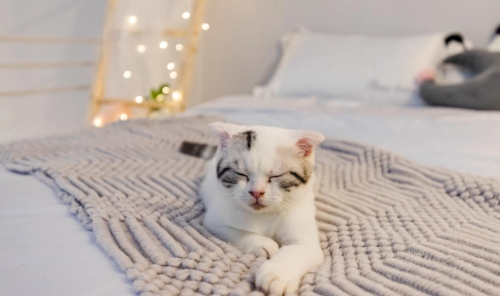 台中帶寵物住宿 台中帶寵物住宿