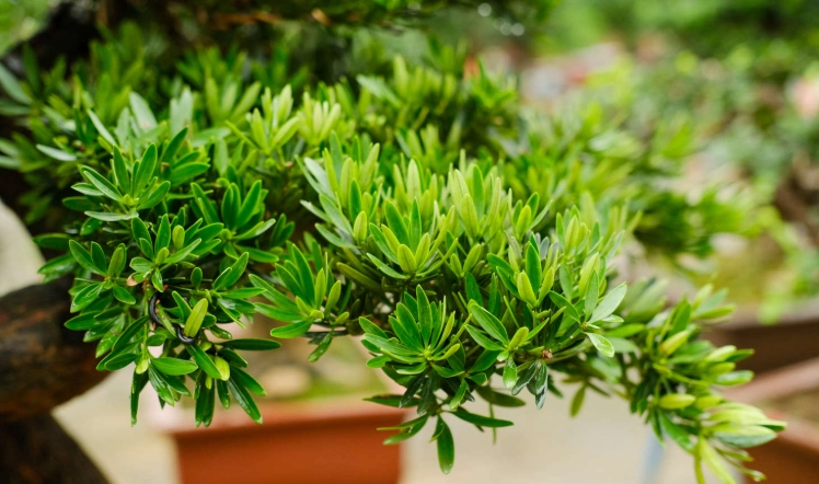 罗汉松修剪方法