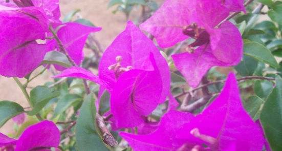 九重葛 品種介紹 九重葛 品種介紹