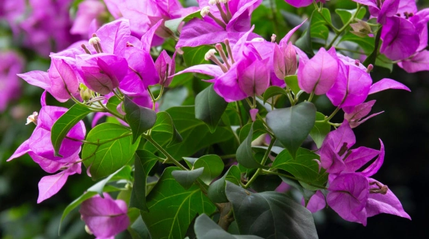 九重葛變色方法