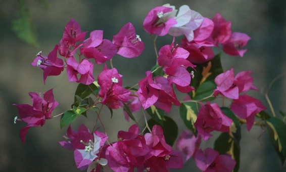 九重葛浇水方法