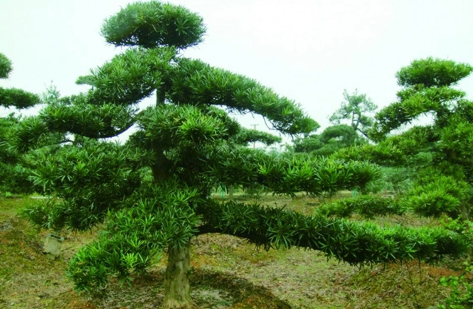 罗漢松种植 罗漢松种植