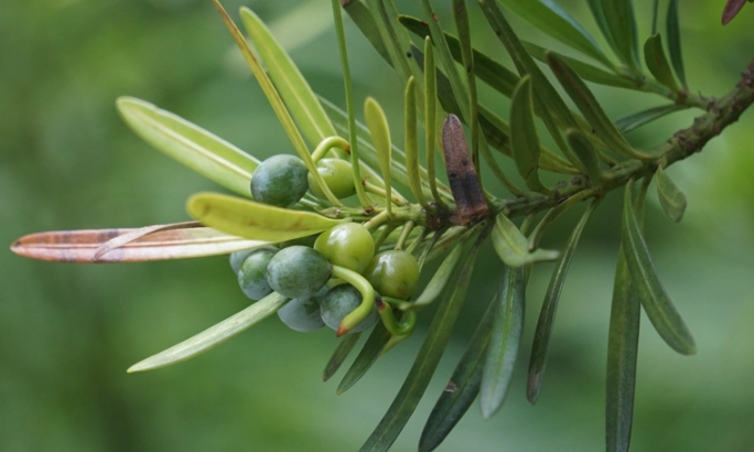 罗汉松栽培技巧