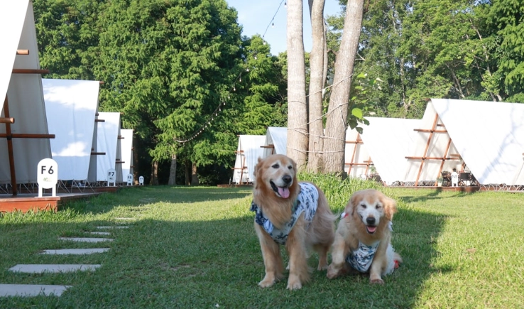 台中露營地推薦