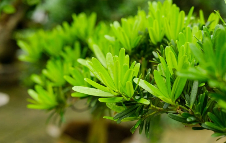 羅漢松種植方法