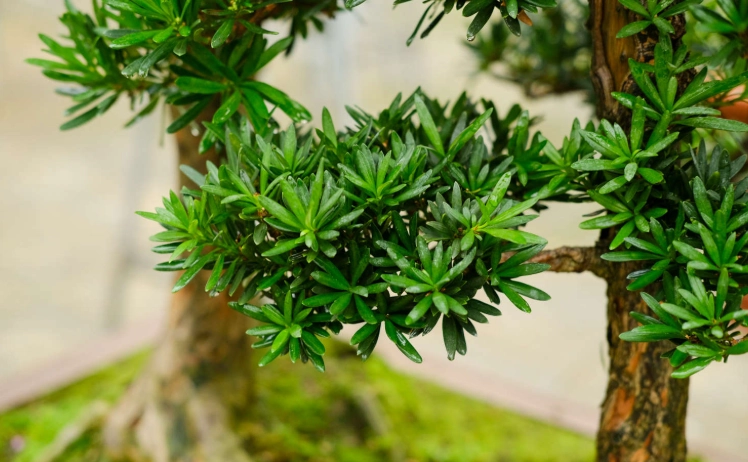 羅漢松修剪方法