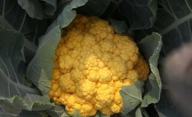 花椰菜變黃原因 花椰菜變黃原因