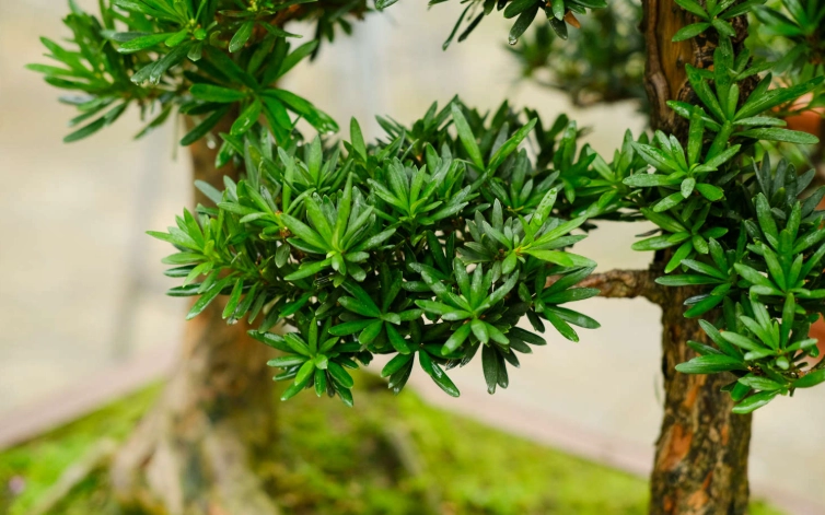 羅漢松養護技巧