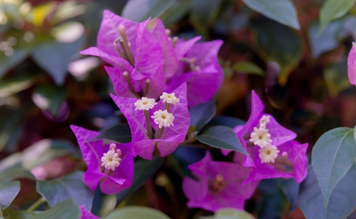 小葉九重葛 養護