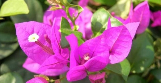 藍月亮九重葛 種植 藍月亮九重葛 種植