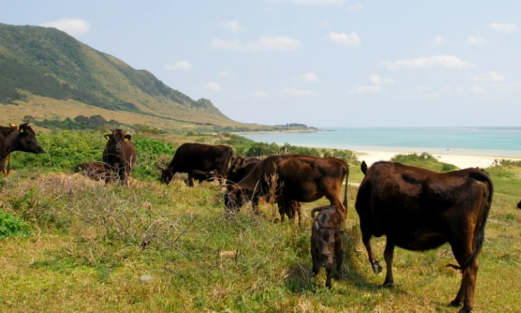 石垣牛餐廳國際通