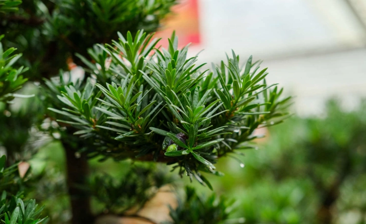 罗漢松种植 罗漢松种植