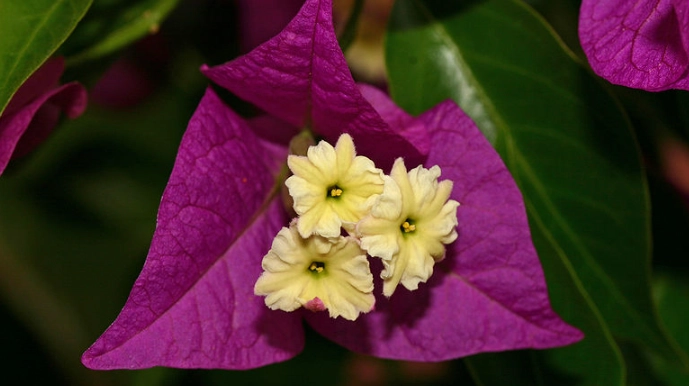 九重葛毒性 九重葛毒性