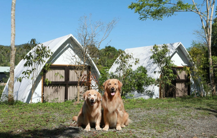 寵物露營準備