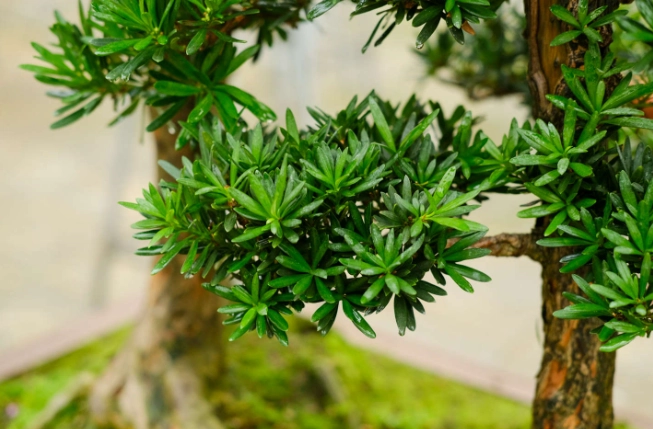 罗汉松種子繁殖