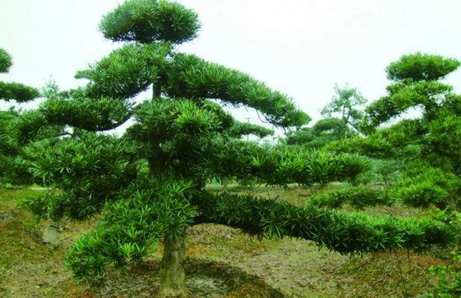 羅漢松種植方法