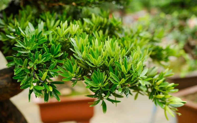 羅漢松修剪時機