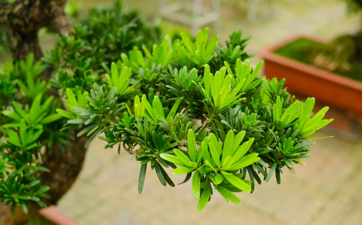 罗漢松风水 罗漢松风水